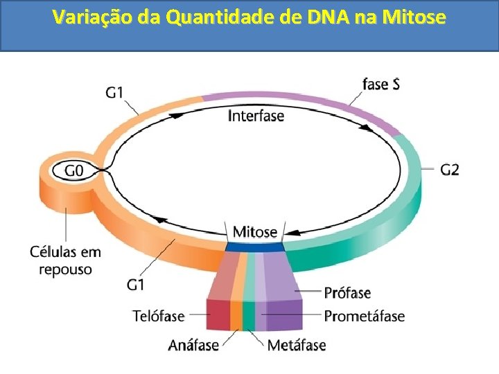 Variação da Quantidade de DNA na Mitose 