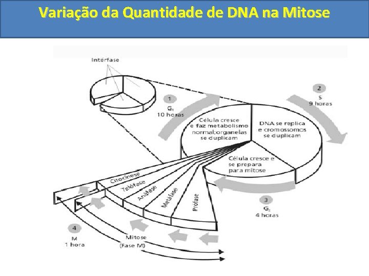 Variação da Quantidade de DNA na Mitose 