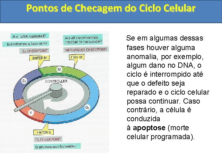 Pontos de Checagem do Ciclo Celular Se em algumas dessas fases houver alguma anomalia,