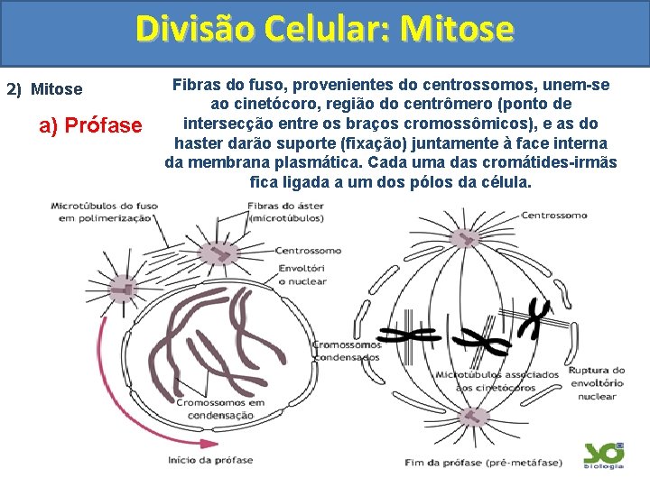 Divisão Celular: Mitose 2) Mitose a) Prófase Fibras do fuso, provenientes do centrossomos, unem-se