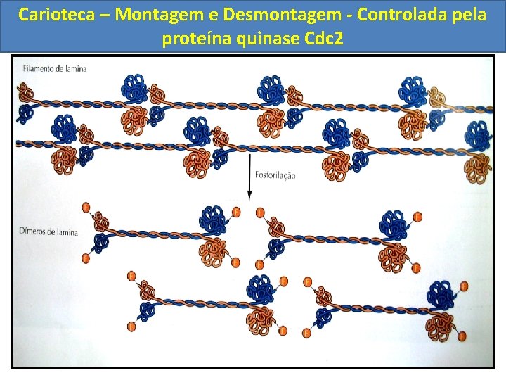 Carioteca – Montagem e Desmontagem - Controlada pela proteína quinase Cdc 2 