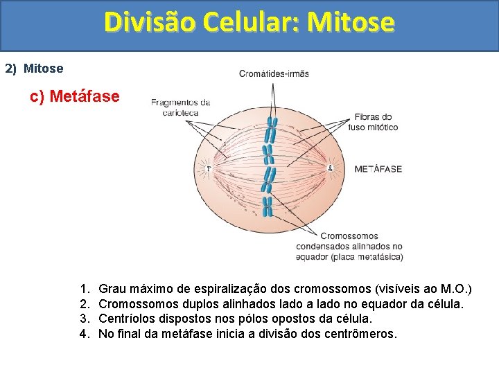 Divisão Celular: Mitose 2) Mitose c) Metáfase 1. 2. 3. 4. Grau máximo de