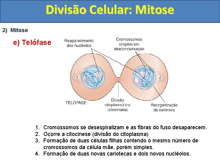 Divisão Celular: Mitose 2) Mitose e) Telófase 1. Cromossomos se desespiralizam e as fibras