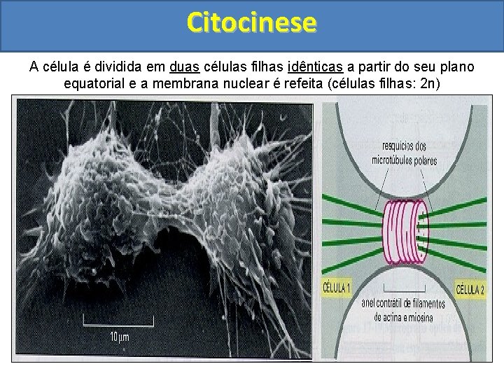 Citocinese A célula é dividida em duas células filhas idênticas a partir do seu