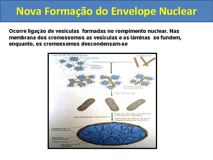 Nova Formação do Envelope Nuclear Ocorre ligação de vesículas formadas no rompimento nuclear. Nas