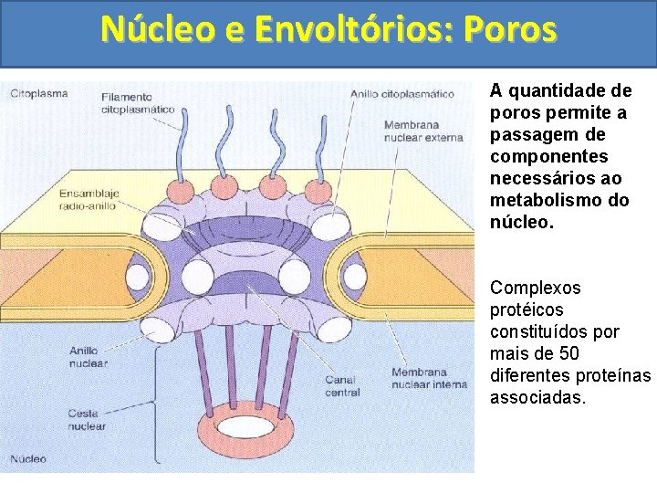 Núcleo e Envoltórios: Poros A quantidade de poros permite a passagem de componentes necessários