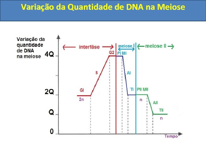 Variação da Quantidade de DNA na Meiose 