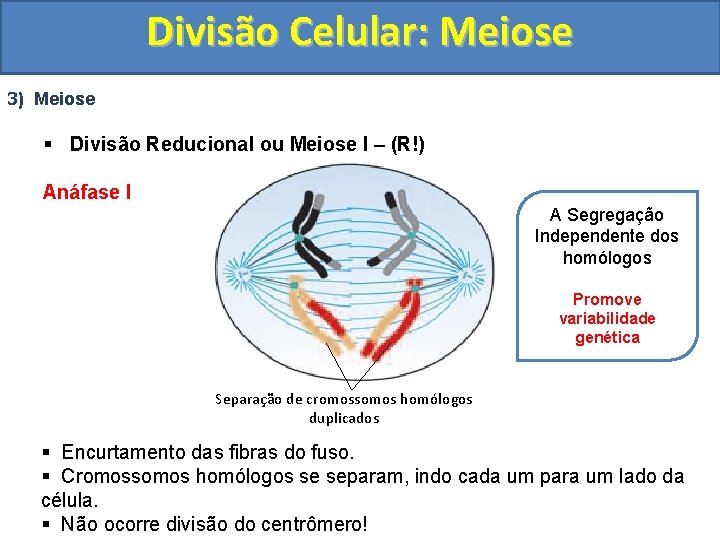 Divisão Celular: Meiose 3) Meiose § Divisão Reducional ou Meiose I – (R!) Anáfase