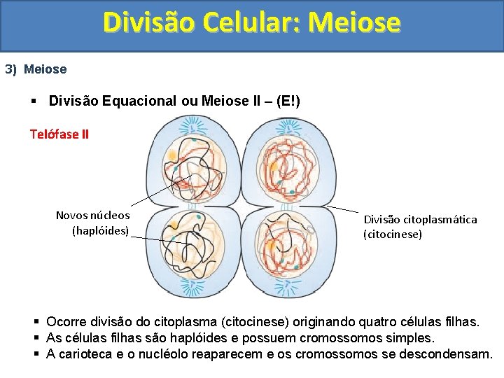 Divisão Celular: Meiose 3) Meiose § Divisão Equacional ou Meiose II – (E!) Telófase