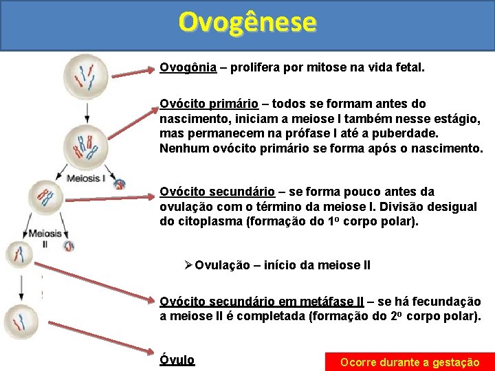 Ovogênese Ovogônia – prolifera por mitose na vida fetal. Ovócito primário – todos se