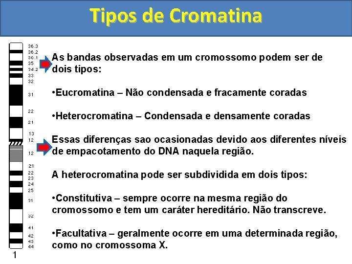 Tipos de Cromatina As bandas observadas em um cromossomo podem ser de dois tipos: