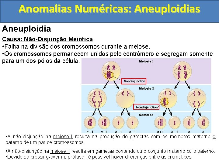 Anomalias Numéricas: Aneuploidias Aneuploidia Causa: Não-Disjunção Meiótica • Falha na divisão dos cromossomos durante