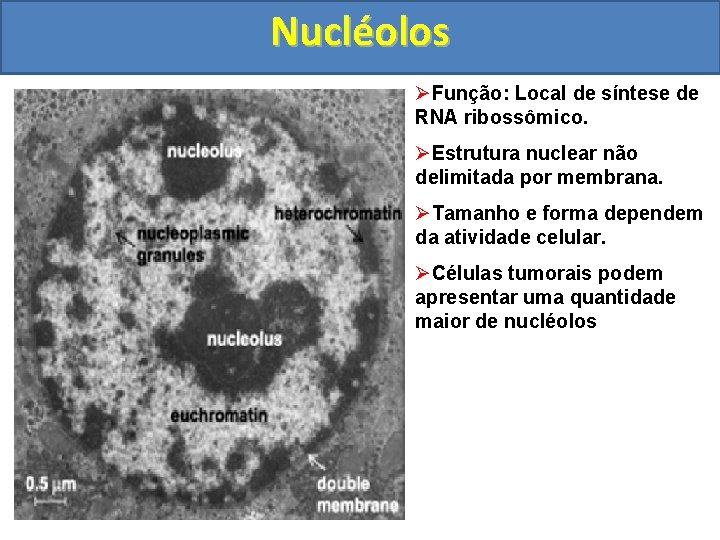 Nucléolos ØFunção: Local de síntese de RNA ribossômico. ØEstrutura nuclear não delimitada por membrana.