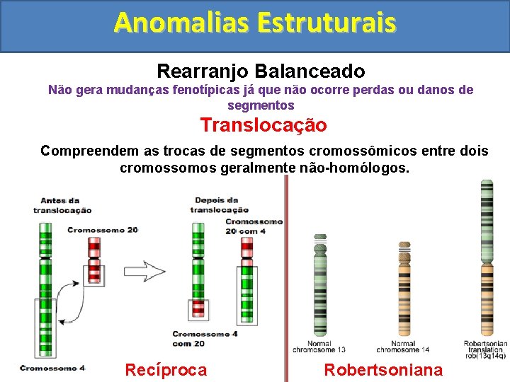 Anomalias Estruturais Rearranjo Balanceado Não gera mudanças fenotípicas já que não ocorre perdas ou