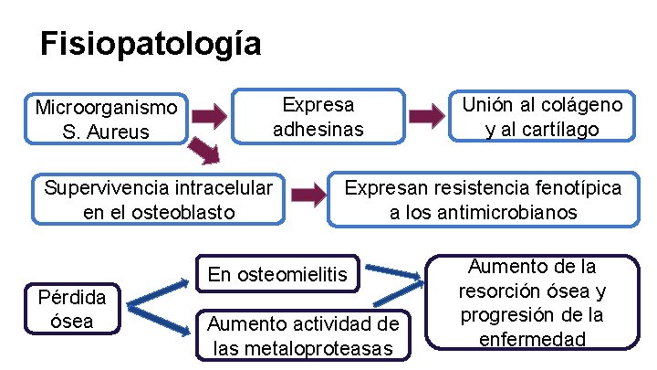 Fisiopatología Microorganismo S. Aureus Expresa adhesinas Supervivencia intracelular en el osteoblasto Expresan resistencia fenotípica