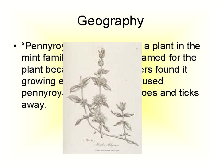 Geography • “Pennyroyal” is the name of a plant in the mint family. The