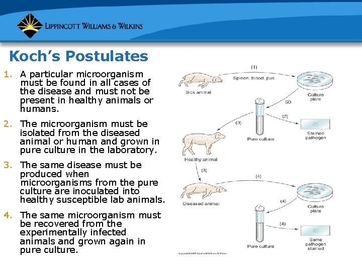 Koch’s Postulates 1. A particular microorganism must be found in all cases of the