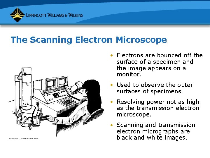 The Scanning Electron Microscope • Electrons are bounced off the surface of a specimen