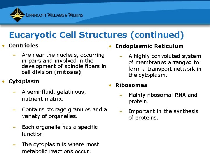 Eucaryotic Cell Structures (continued) • Centrioles – Are near the nucleus, occurring in pairs