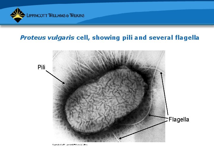 Proteus vulgaris cell, showing pili and several flagella Pili Flagella 