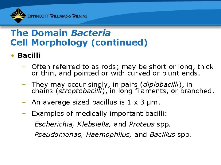 The Domain Bacteria Cell Morphology (continued) • Bacilli – Often referred to as rods;