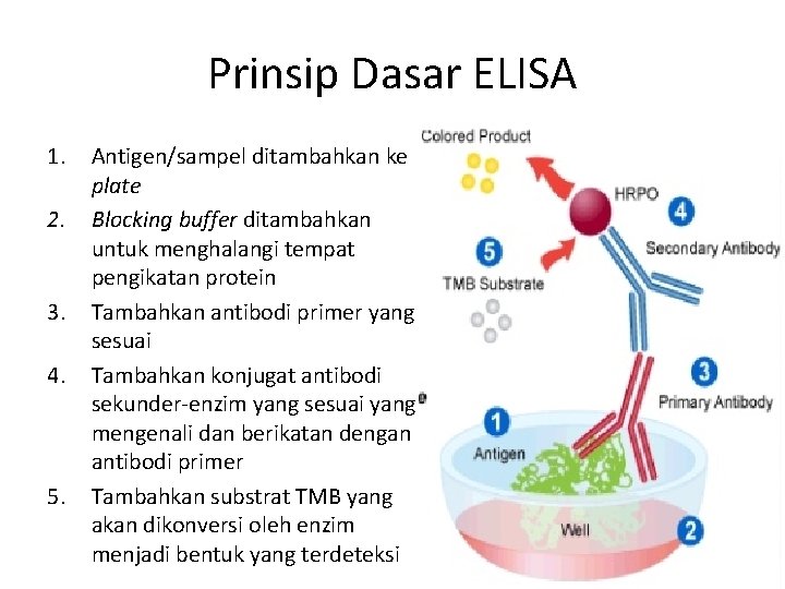 Prinsip Dasar ELISA 1. 2. 3. 4. 5. Antigen/sampel ditambahkan ke plate Blocking buffer