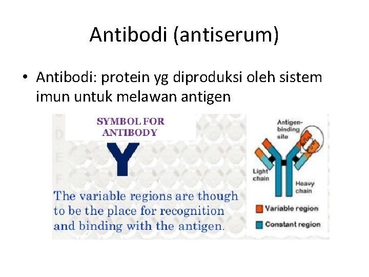 Antibodi (antiserum) • Antibodi: protein yg diproduksi oleh sistem imun untuk melawan antigen 
