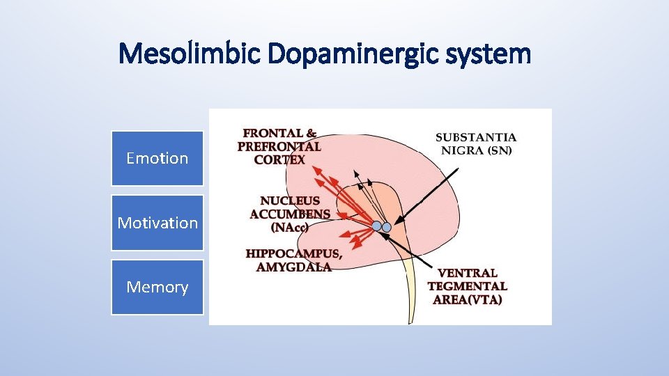 Mesolimbic Dopaminergic system Emotion Motivation Memory 