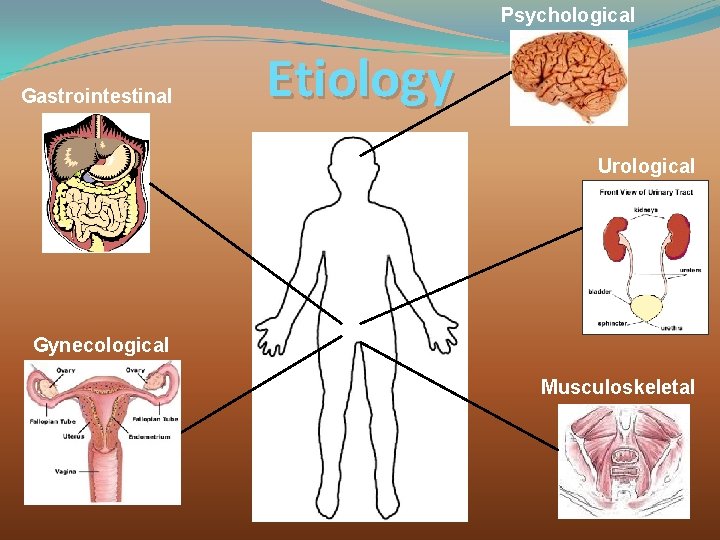 Psychological Gastrointestinal Etiology Urological Gynecological Musculoskeletal 