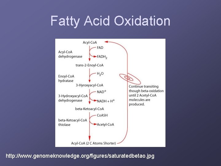 Fatty Acid Oxidation http: //www. genomeknowledge. org/figures/saturatedbetao. jpg 