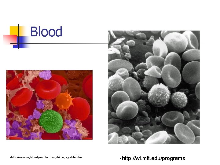 Blood • http: //www. mybloodyourblood. org/biology_white. htm • http: //wi. mit. edu/programs 