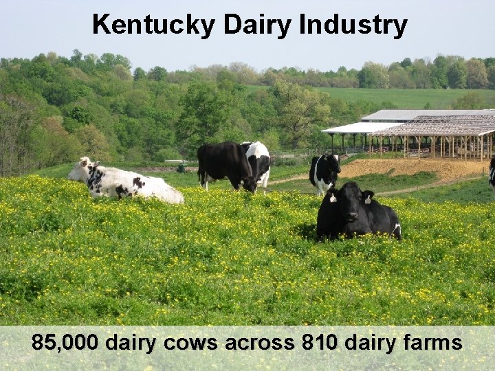 Kentucky Dairy Industry 85, 000 dairy cows across 810 dairy farms 