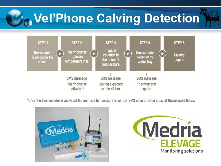 Vel’Phone Calving Detection 