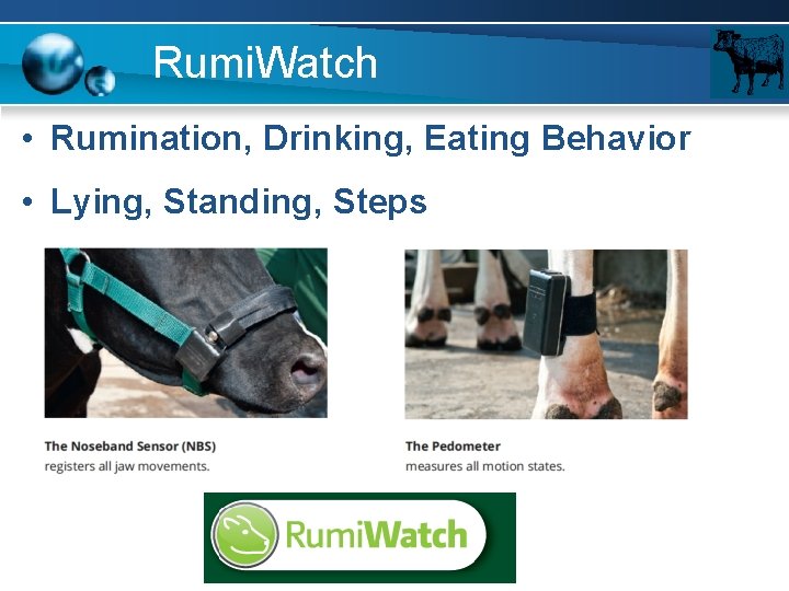 Rumi. Watch • Rumination, Drinking, Eating Behavior • Lying, Standing, Steps 