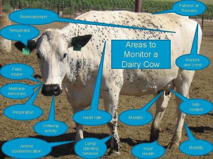 Fatness or Thinness Rumination/p. H Temperatur e Areas to Monitor a Dairy Cow Feed