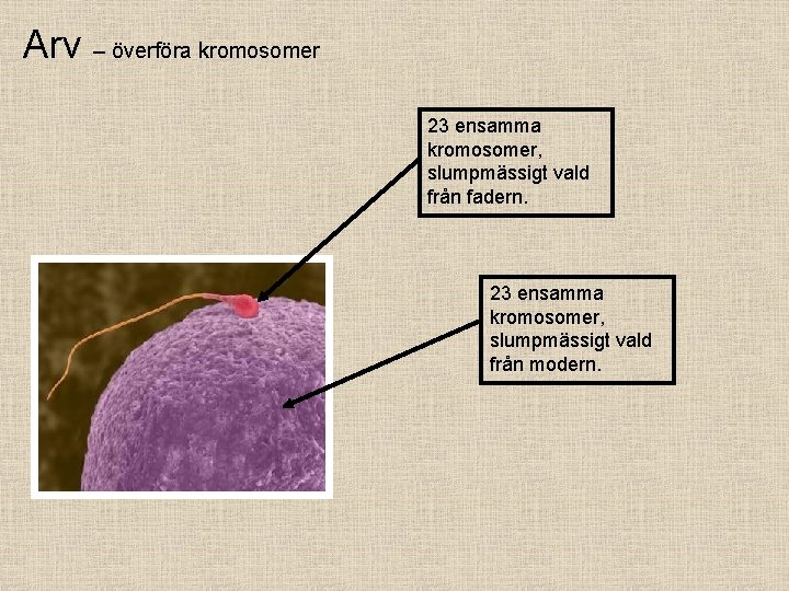 Arv – överföra kromosomer 23 ensamma kromosomer, slumpmässigt vald från fadern. 23 ensamma kromosomer,