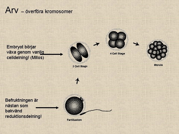 Arv – överföra kromosomer Embryot börjar växa genom vanlig celldelning! (Mitos) Befruktningen är nästan