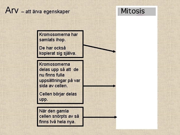 Arv – att ärva egenskaper Kromosomerna har samlats ihop. De har också kopierat sig