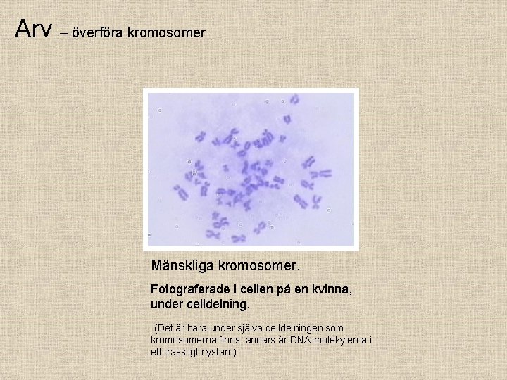 Arv – överföra kromosomer Mänskliga kromosomer. Fotograferade i cellen på en kvinna, under celldelning.