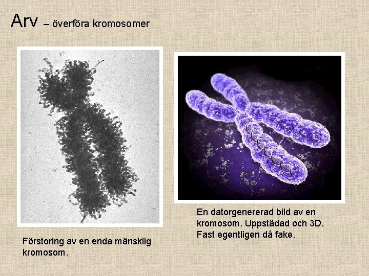 Arv – överföra kromosomer Förstoring av en enda mänsklig kromosom. En datorgenererad bild av