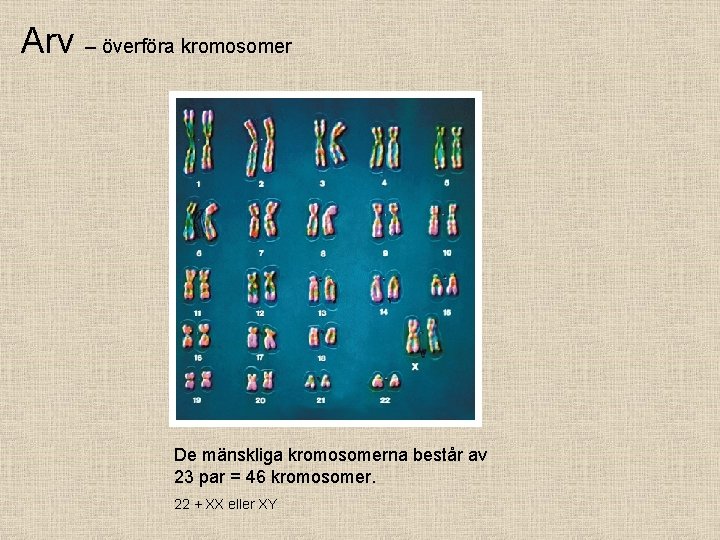 Arv – överföra kromosomer De mänskliga kromosomerna består av 23 par = 46 kromosomer.