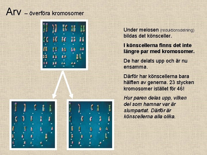 Arv – överföra kromosomer Under meiosen (reduktionsdelning) bildas det könsceller. I könscellerna finns det