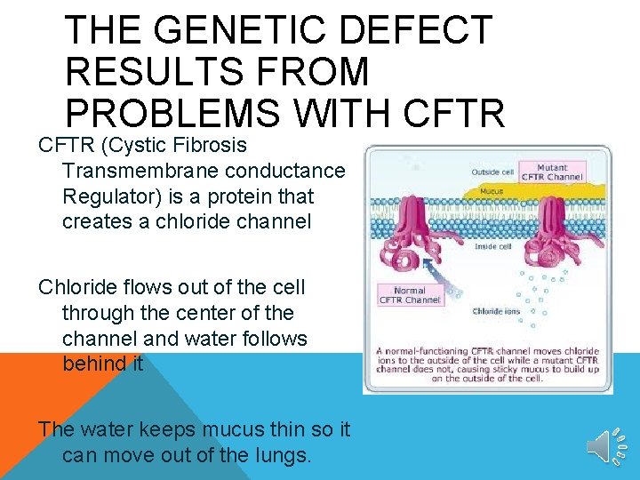 THE GENETIC DEFECT RESULTS FROM PROBLEMS WITH CFTR (Cystic Fibrosis Transmembrane conductance Regulator) is