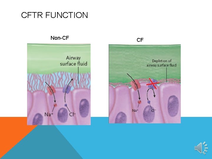 CFTR FUNCTION Non-CF CF 