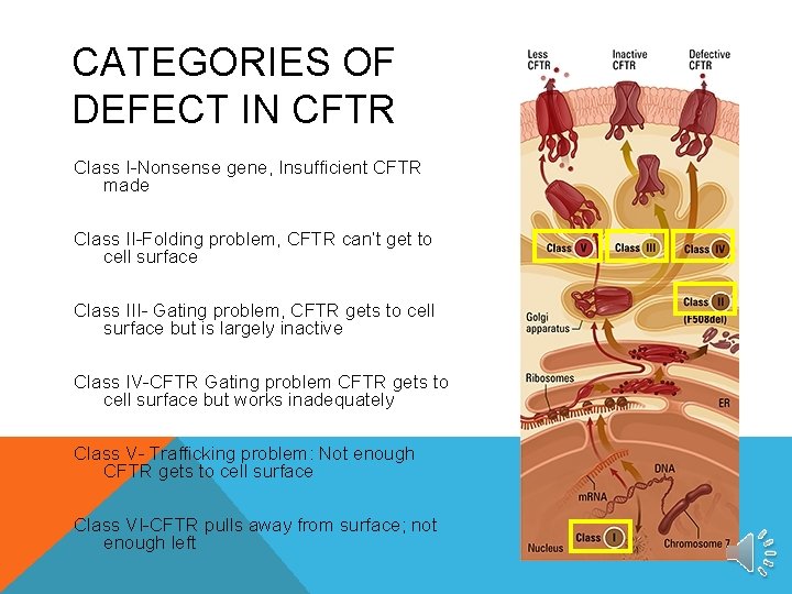 CATEGORIES OF DEFECT IN CFTR Class I-Nonsense gene, Insufficient CFTR made Class II-Folding problem,