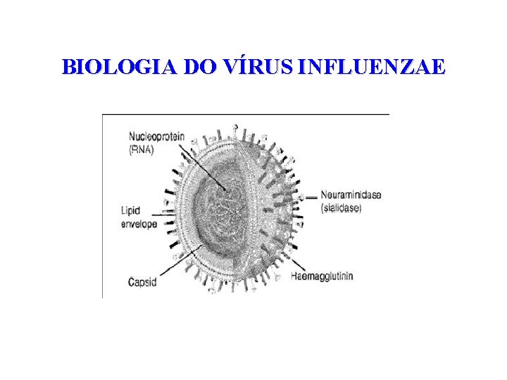 BIOLOGIA DO VÍRUS INFLUENZAE 