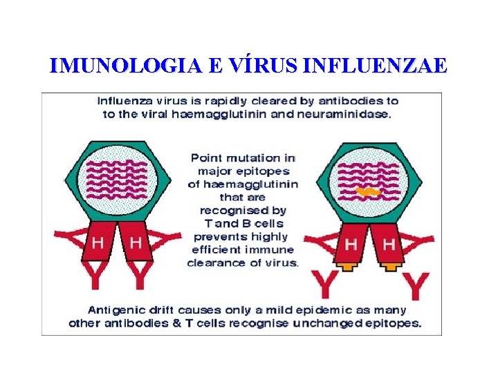 IMUNOLOGIA E VÍRUS INFLUENZAE 