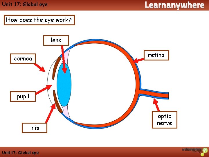 Geography Unit 17: Global eye How does the eye work? lens cornea retina pupil