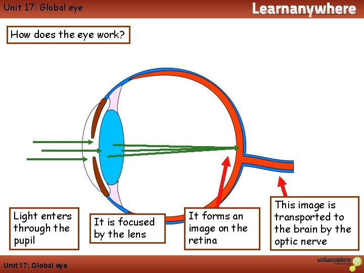 Geography Unit 17: Global eye How does the eye work? Light enters through the