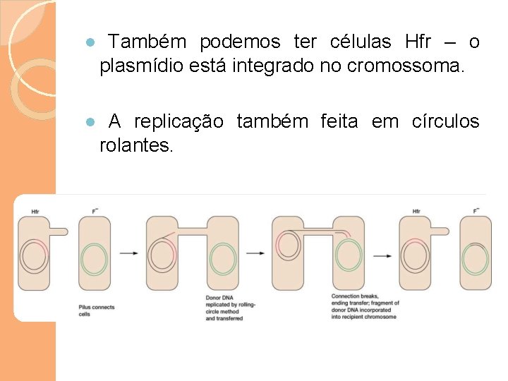 ● Também podemos ter células Hfr – o plasmídio está integrado no cromossoma. ●
